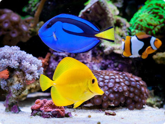 Morski akvarij za početnike